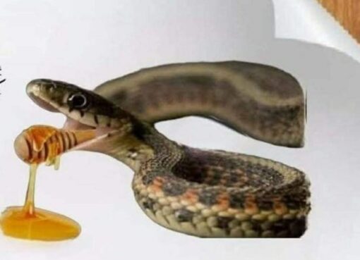 السم في العسل