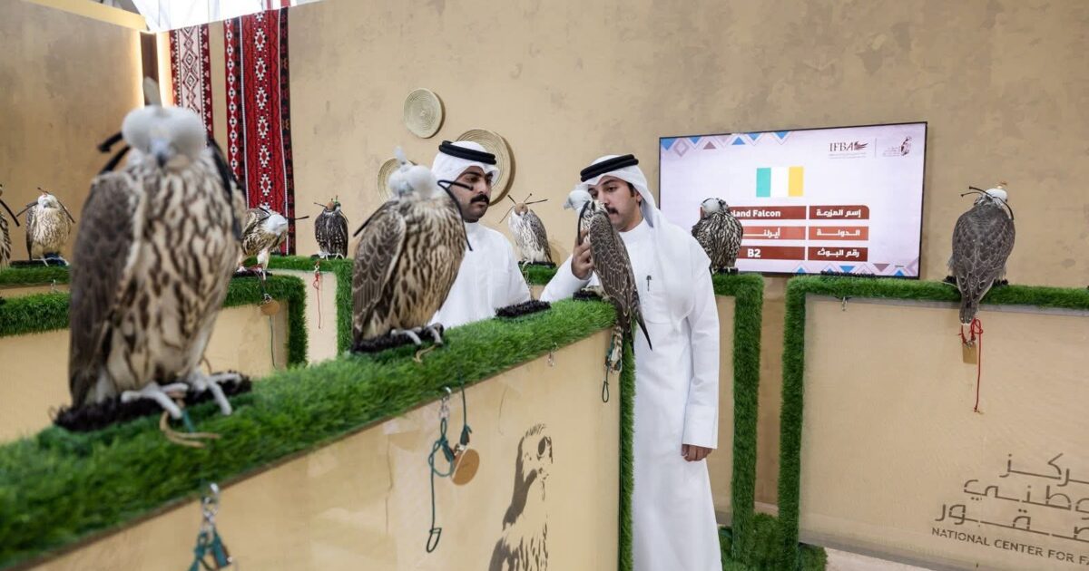 مكاسب الأعوام السابقة تدفع مزرعة إيرلندية للمشاركة بـ 200 صقر في المزاد الدولي لمزارع إنتاج الصقور