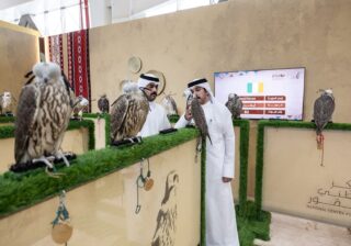 مكاسب الأعوام السابقة تدفع مزرعة إيرلندية للمشاركة بـ 200 صقر في المزاد الدولي لمزارع إنتاج الصقور