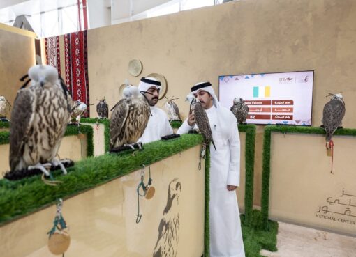 مكاسب الأعوام السابقة تدفع مزرعة إيرلندية للمشاركة بـ 200 صقر في المزاد الدولي لمزارع إنتاج الصقور