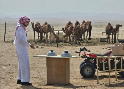 «بيئة مكة» تواصل جولاتها الرقابية لمكافحة البيع العشوائي لحليب الإبل في محافظة جدة