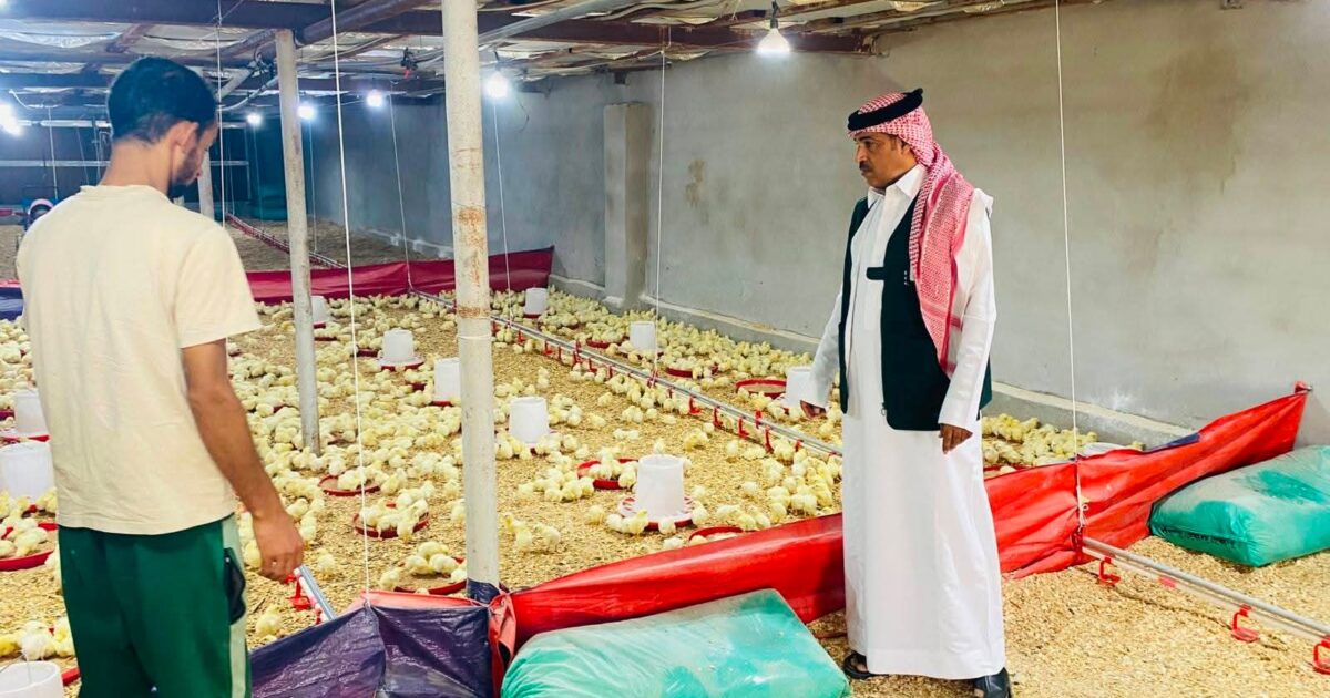 بيئة الجموم تضبط مزرعة دواجن عشوائية