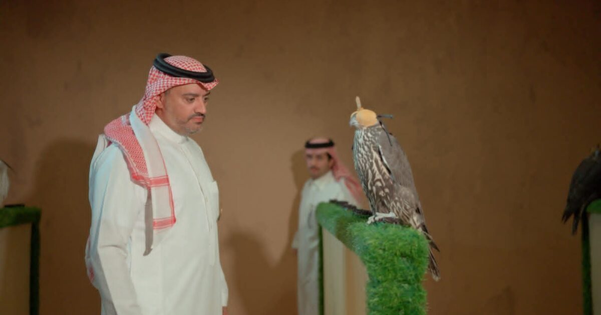 صقار سعودي يستثمر 6 ملايين ريال في منظومة الصقور.. ويبدأ في الربح من السنة الأولى
