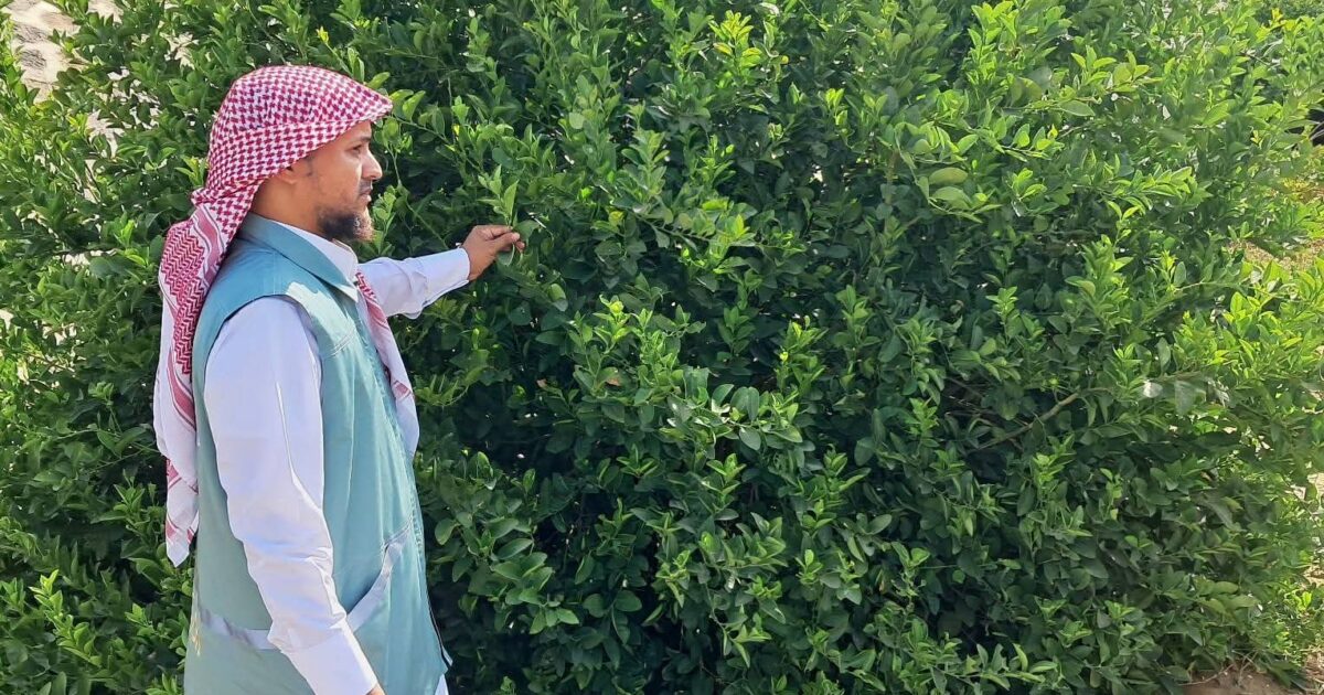 "مكتب وزارة البيئة والمياه والزراعة بمحافظة رابغ يكثّف الجولات الرقابية على مزارع المحافظة لتعزيز الامتثال وحماية الإنتاج الزراعي"