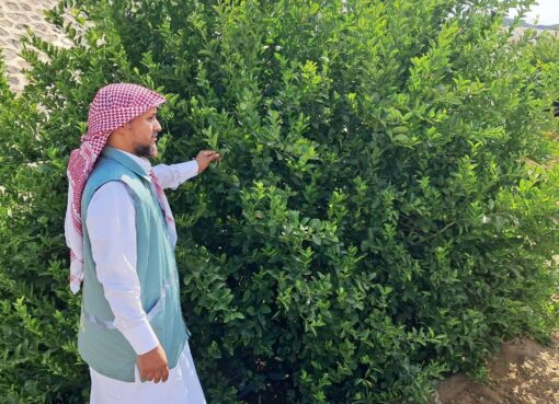 "مكتب وزارة البيئة والمياه والزراعة بمحافظة رابغ يكثّف الجولات الرقابية على مزارع المحافظة لتعزيز الامتثال وحماية الإنتاج الزراعي"