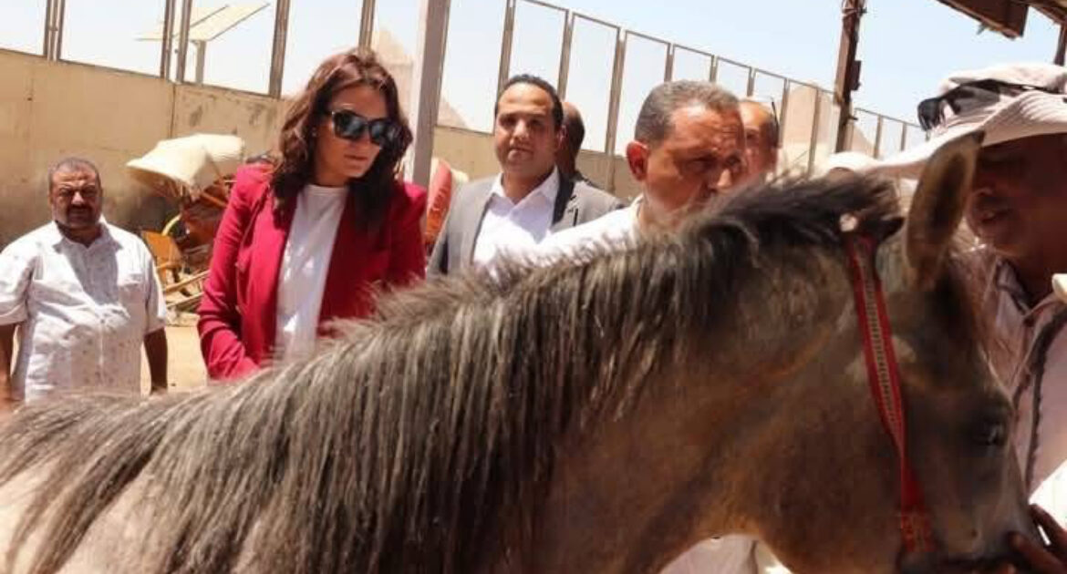 محافظة الجيزة تواصل تنفيذ منظومة التكويد الإلكتروني للدواب العاملة بالمنطقة الأثرية للأهرامات