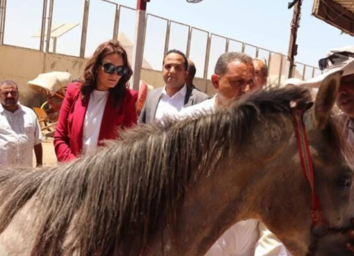 محافظة الجيزة تواصل تنفيذ منظومة التكويد الإلكتروني للدواب العاملة بالمنطقة الأثرية للأهرامات