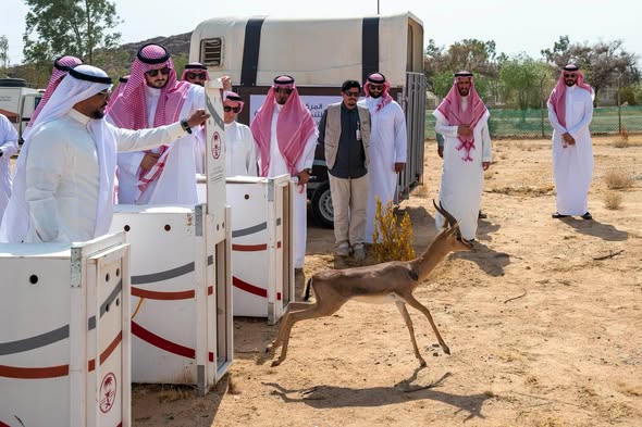 محافظ الطائف يطلق