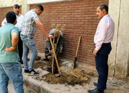 زراعة أشجار جديدة