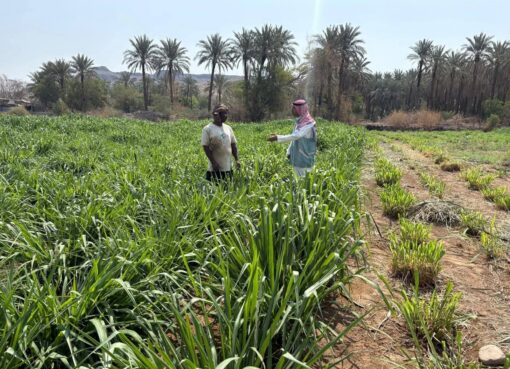 بيئة الكامل ينفذ جولات رقابية وإرشادية على المزارع في المحافظة والمراكز التابعة لها