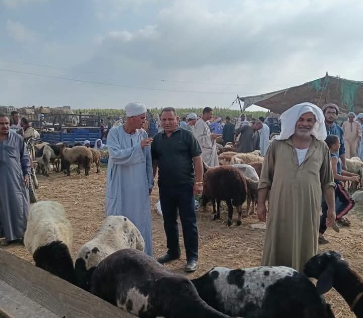 تحصين 213 ألف رأس ماشية منذ انطلاق الحملة القومية الثانية ضد الحمى القلاعية وحمى الوادي المتصدع بالجيزة