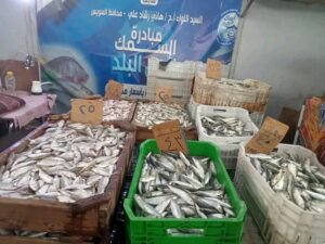 أسماك متنوعة بأسعار مخفضة في منافذ التموين بالعبور والمثلث والصباح