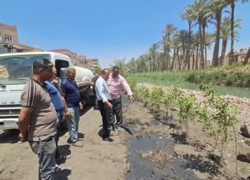 ضمن جهود التوسع في المساحات الخضراء ..زراعة ٤٥٥٠ شجرة بنطاق مركز ومدينة أبو النمرس 